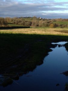 View of the Back Field