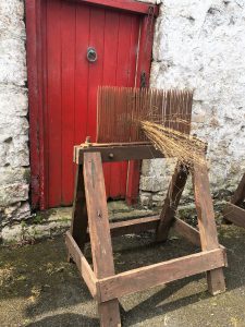 ‘Rippling’ To turn the dried lint into thread for weaving is the first step is ‘rippling’ where the stalks are pulled through a coarse comb to take off the ‘bolls’, or seed pods. Courtesy Fred Faulkener)