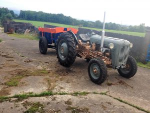 Ferguson 35 (’Yellow Belly) (Courtesy: Clarke Armour)