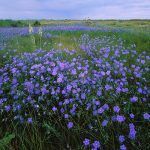 Flowering flax